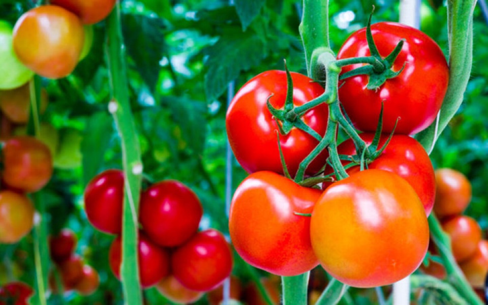 Những thực phẩm cấm kỵ đối với người huyết áp thấp