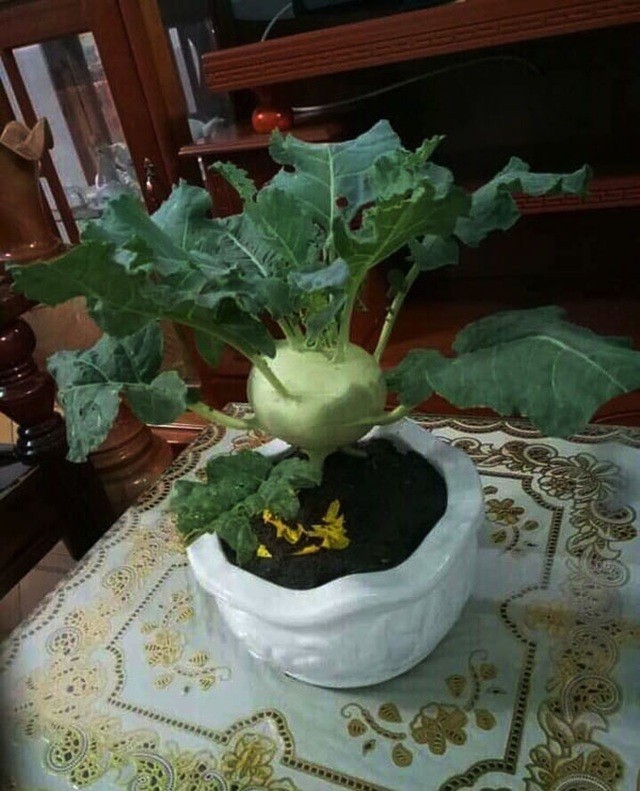 Nếu không có hoa thì gia chủ chơi cây bonsai, đây là dòng su hào cảnh thế hệ mới.