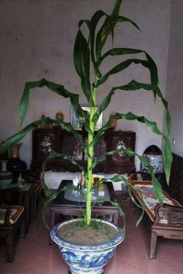 Những siêu phẩm hoa, cây cảnh Tết 'có một không hai' thời Covid-19 khiến dân mạng cười bò