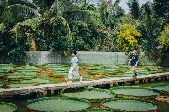 Sen vua. (Nguồn: Dân trí) Sen vua. (Nguồn: Dân trí)