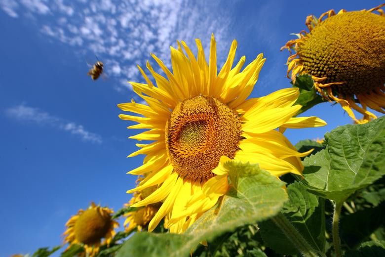 Vẻ đẹp choáng ngợp của những cánh đồng hoa hướng dương trên thế giới Vẻ đẹp choáng ngợp của những cánh đồng hoa hướng dương trên thế giới