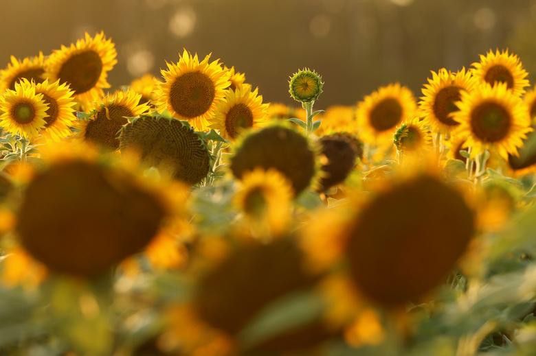 Vẻ đẹp choáng ngợp của những cánh đồng hoa hướng dương trên thế giới Vẻ đẹp choáng ngợp của những cánh đồng hoa hướng dương trên thế giới