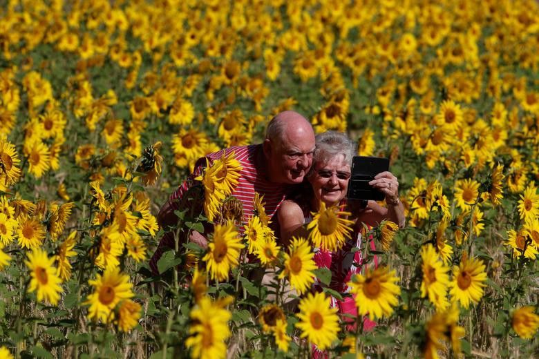 Vẻ đẹp choáng ngợp của những cánh đồng hoa hướng dương trên thế giới Vẻ đẹp choáng ngợp của những cánh đồng hoa hướng dương trên thế giới