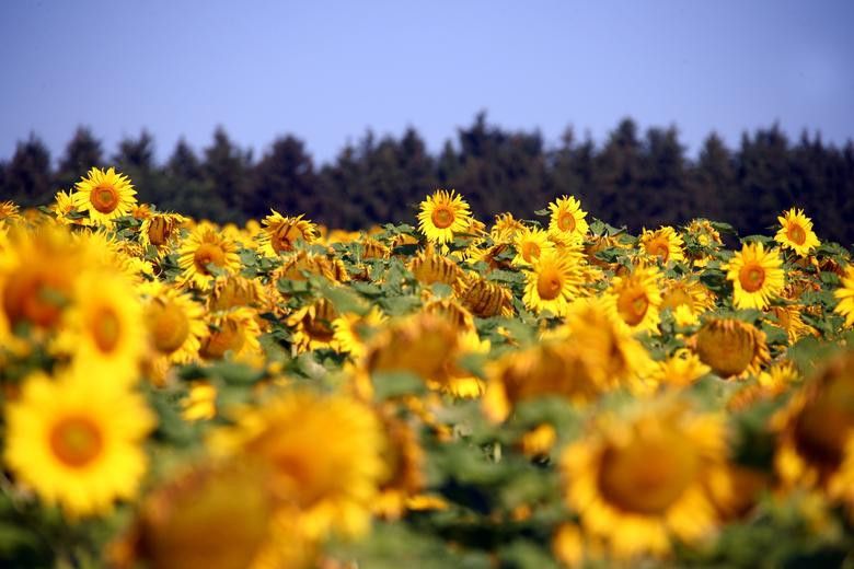 Vẻ đẹp choáng ngợp của những cánh đồng hoa hướng dương trên thế giới Vẻ đẹp choáng ngợp của những cánh đồng hoa hướng dương trên thế giới