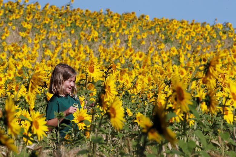 Vẻ đẹp choáng ngợp của những cánh đồng hoa hướng dương trên thế giới Vẻ đẹp choáng ngợp của những cánh đồng hoa hướng dương trên thế giới