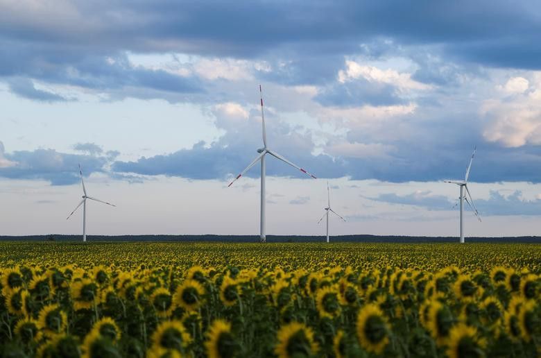 Vẻ đẹp choáng ngợp của những cánh đồng hoa hướng dương trên thế giới Vẻ đẹp choáng ngợp của những cánh đồng hoa hướng dương trên thế giới