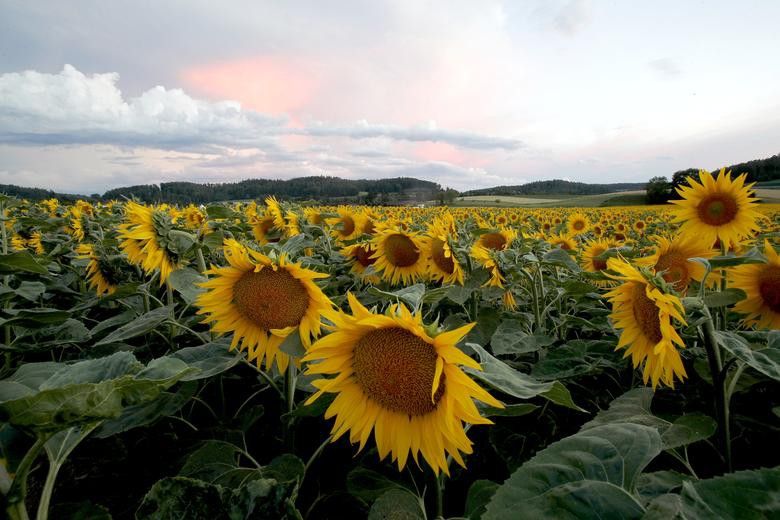 Vẻ đẹp choáng ngợp của những cánh đồng hoa hướng dương trên thế giới Vẻ đẹp choáng ngợp của những cánh đồng hoa hướng dương trên thế giới