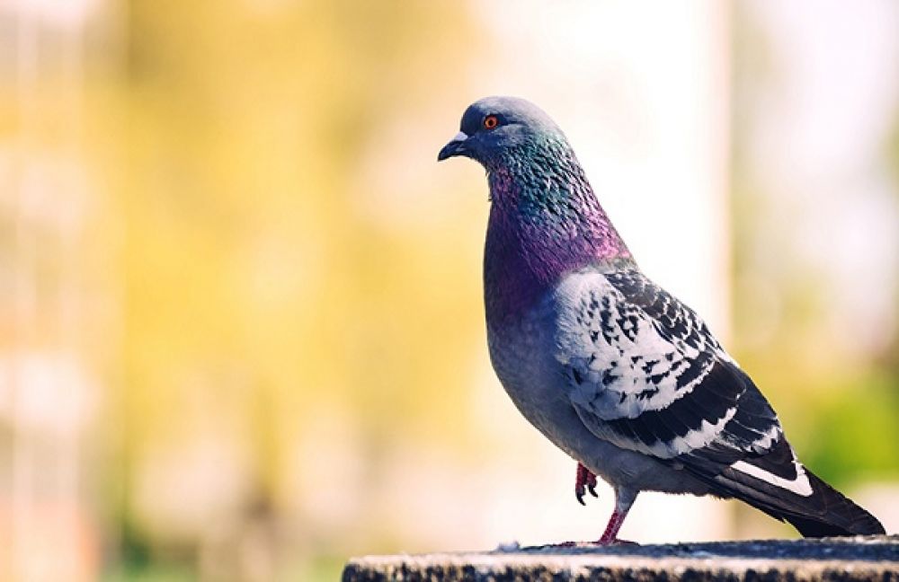 10 điều không được làm khi du lịch châu Âu