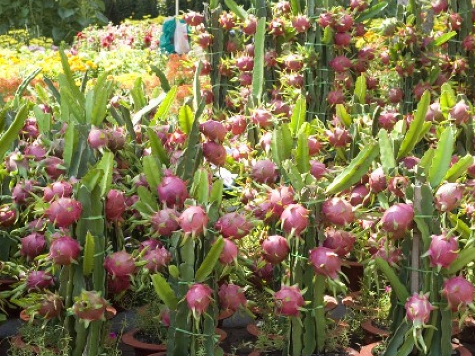 Thanh long tươi Việt Nam sắp vào thị trường Nhật