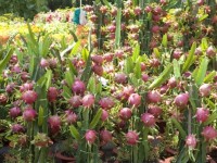 soi dong ngay thanh long viet nam tai australia