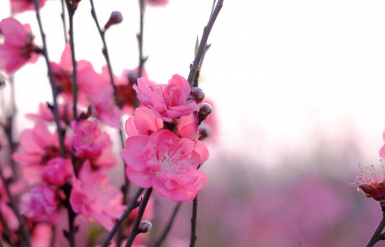 Đào Nhật Tân khoe sắc rực rỡ ngày giáp Tết