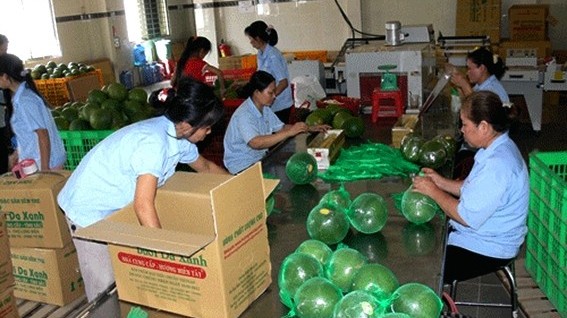 Bưởi Việt Nam sắp 'lên đường' sang Mỹ