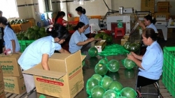 Bưởi Việt Nam sắp 'lên đường' sang Mỹ