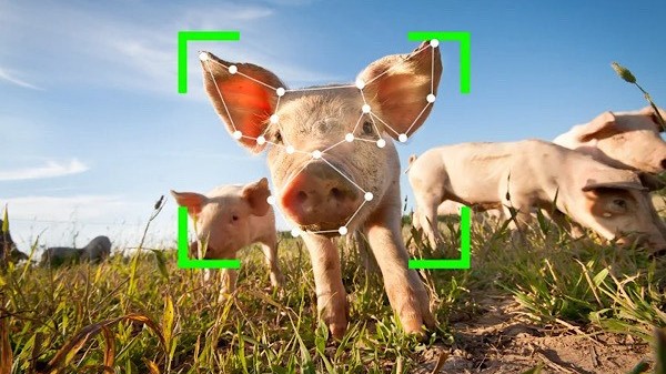 Trung Quốc ứng dụng AI, blockchain...để tạo đột phá cho ngành chăn nuôi