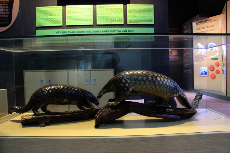 Việt Nam lần đầu tiên có Trung tâm Giáo dục và Bảo tồn tê tê