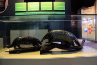 suy nga m ve su to n vong cu a thien nhien hoang da