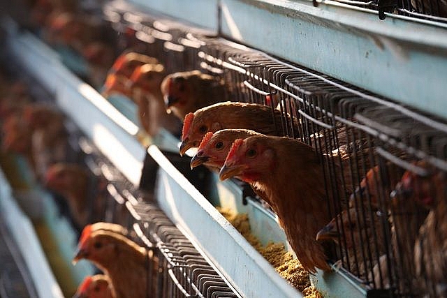 Trung Quốc phát hiện ổ dịch cúm gia cầm H5N1 cạnh tâm dịch viêm phổi lạ trung quoc phat hien o dich cum gia cam h5n1 canh tam dich viem phoi la