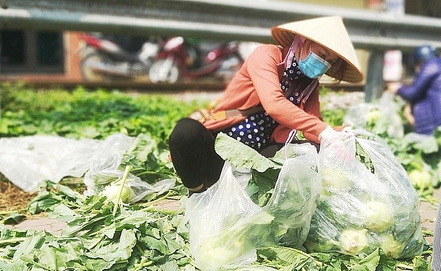 Bộ Công Thương thông tin về những điểm 'chưa phù hợp' khiến nông sản Hải Dương bị ách tắc Bộ Công Thương thông tin về những điểm 'chưa phù hợp' khiến nông sản Hải Dương bị ách tắc