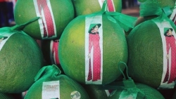 Chanh và bưởi Việt Nam sẽ sớm có mặt tại thị trường New Zealand