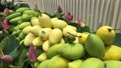 Xuất khẩu ngày 18-20/2: Xoài Đồng Tháp lần đầu 'bay' sang châu Âu; người nuôi cá tra thắng lớn; đào Australia sắp sang Việt Nam