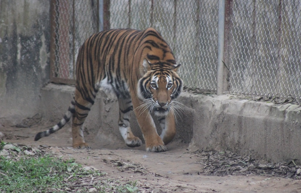 Số lượng cá thể hổ giảm 95% trong thế kỉ qua