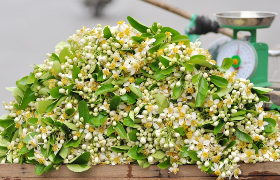 Nao lòng với một Hà Nội đẹp dịu dàng các mùa hoa tháng 3