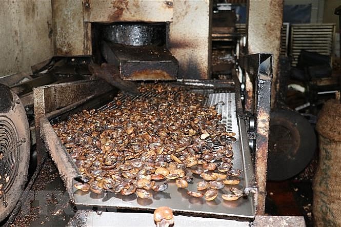 Luật sư Italy khuyến nghị doanh nghiệp Việt khi xuất khẩu điều sang Italy Luật sư khuyến nghị doanh nghiệp Việt khi xuất khẩu điều sang Italy