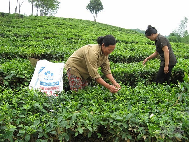 Đổi thay ở vùng đồng bào dân tộc tỉnh Tuyên Quang Đổi thay ở vùng đồng bào dân tộc tỉnh Tuyên Quang