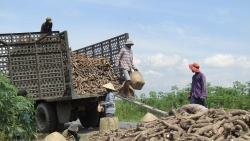 Xuất khẩu ngày 21-25/3: Ngành dệt may kín đơn hàng; doanh nghiệp xuất khẩu sắn 'kêu trời' vì bị truy thu thuế