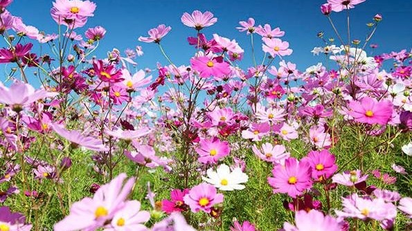 Hạt giống Việt Nam có giá trị dược liệu sẽ được đưa lên trồng trên vũ trụ