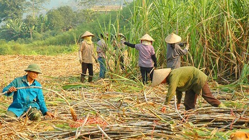 Gỡ khó cho ngành mía đường