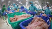 Việt Nam không có đối thủ xuất khẩu cá tra sang Bắc Âu