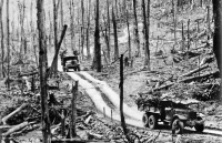 nhung bong hong thep o truong son nam xua