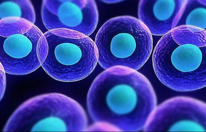 Nhật Bản chia sẻ kinh nghiệm ứng dụng tế bào gốc trong điều trị ung thư