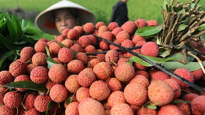 Vải thiều Hải Dương sắp có mặt trên sàn thương mại điện tử Alibaba