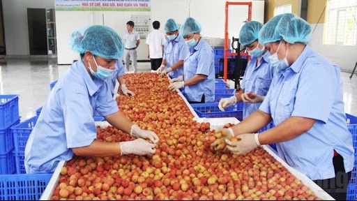 Australia nhập khẩu 100 tấn vải thiều từ Việt Nam