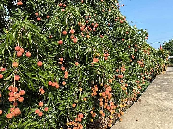 Thêm một sàn thương mại điện tử bán vải thiều Hải Dương Thêm một sàn thương mại điện tử bán vải thiều Hải Dương