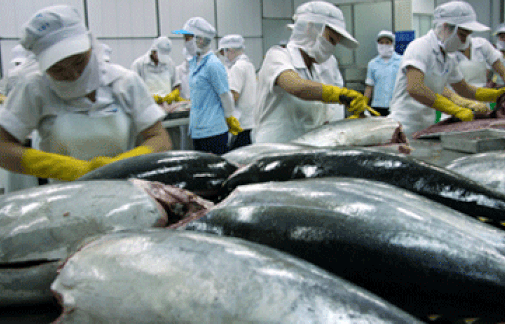 Xuất khẩu cá ngừ tăng mạnh