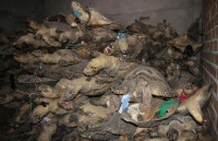 loai rua lon nhat moi thoi dai tung ton tai tu 10 trieu nam truoc