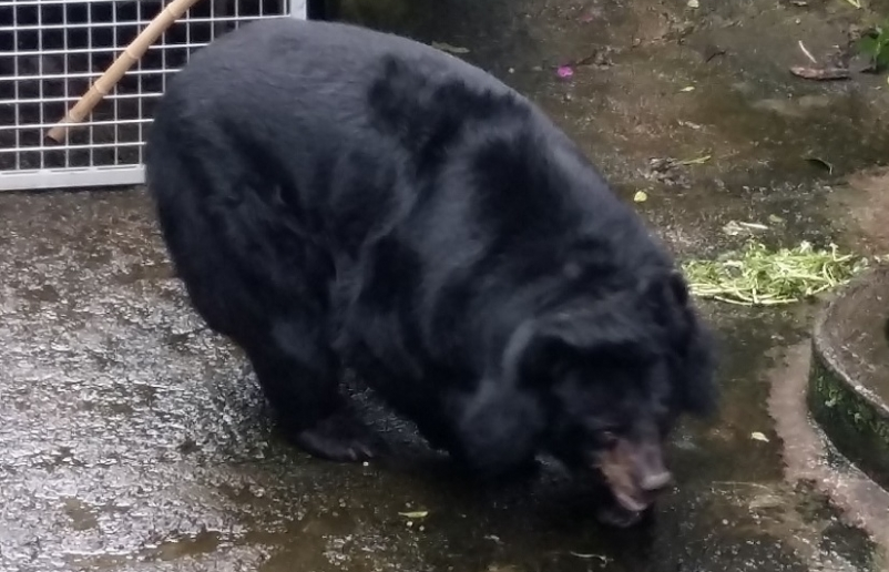 Thêm một cá thể gấu ngựa được chuyển giao về Trạm cứu hộ