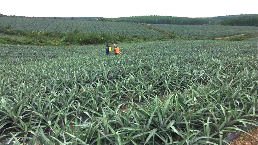 Bộ Nông nghiệp sẽ kết nối doanh nghiệp đặt hàng vùng nguyên liệu nông sản