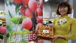 Vải tươi Việt Nam tại Australia được đấu giá lên tới 53 triệu đồng/kg