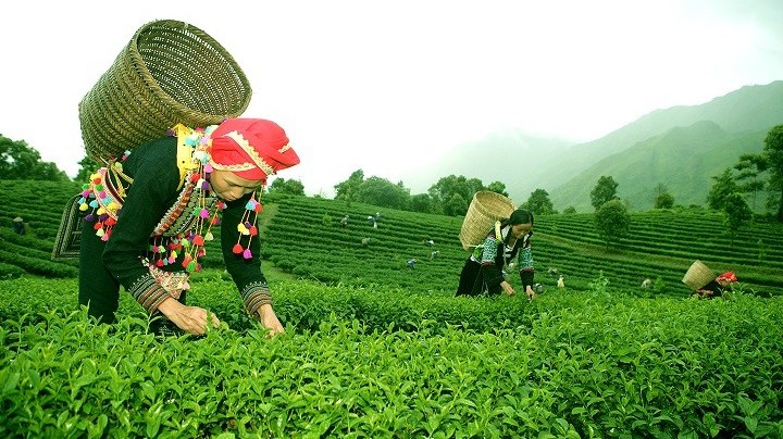 Nhiều dư địa cho chè Việt Nam tại thị trường Trung Đông, Bắc Phi, Nam Á