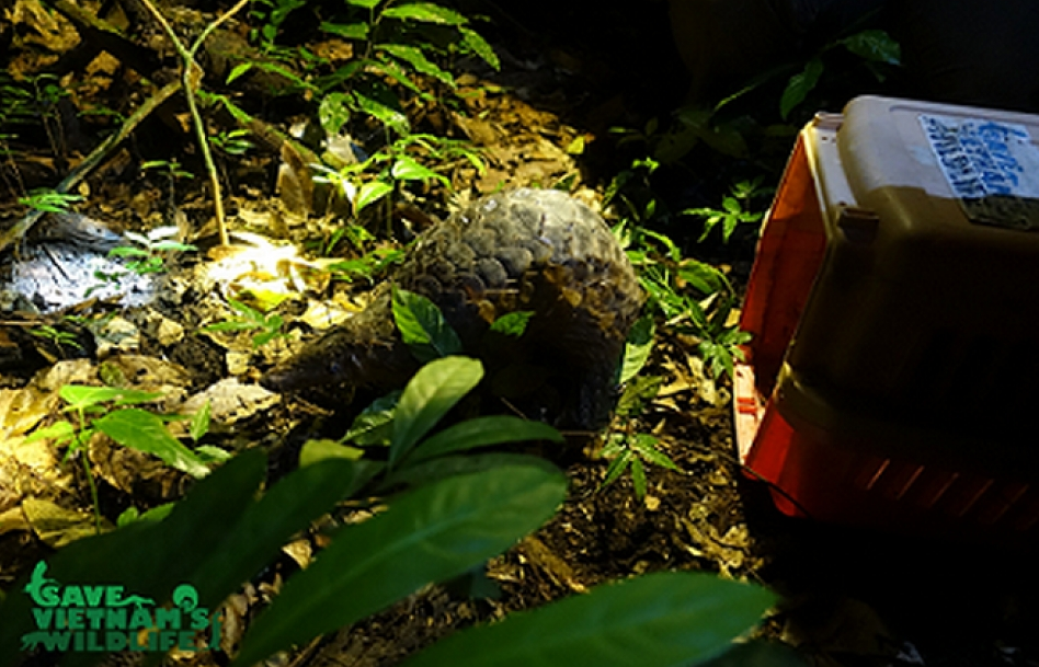 25 cá thể tê tê quý hiếm được thả về rừng