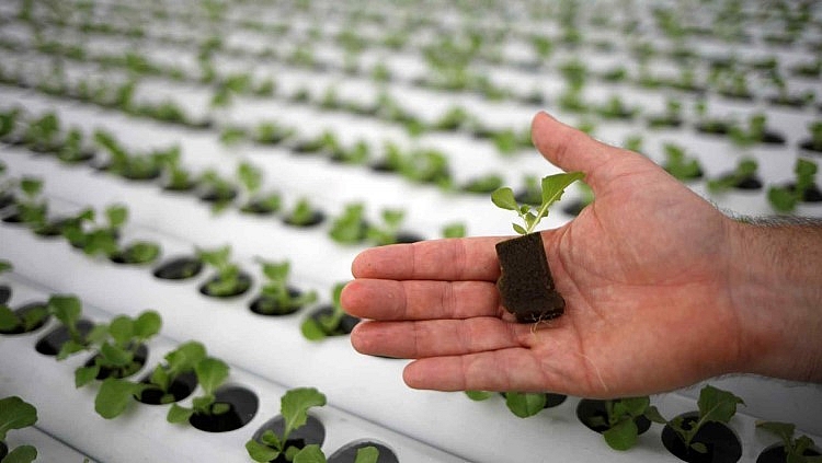 'Độc chiêu' giúp Singapore tự tin vượt 'bão' Covid-19