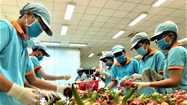 Thanh long Việt Nam 'đắt khách' tại Australia