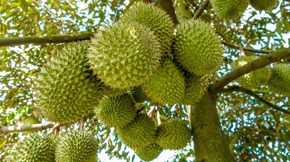 Xuất khẩu ngày 8-10/7: Sầu riêng Việt chính thức 'đặt chân' sang Trung Quốc; thép xuất khẩu 'kiếm bộn'