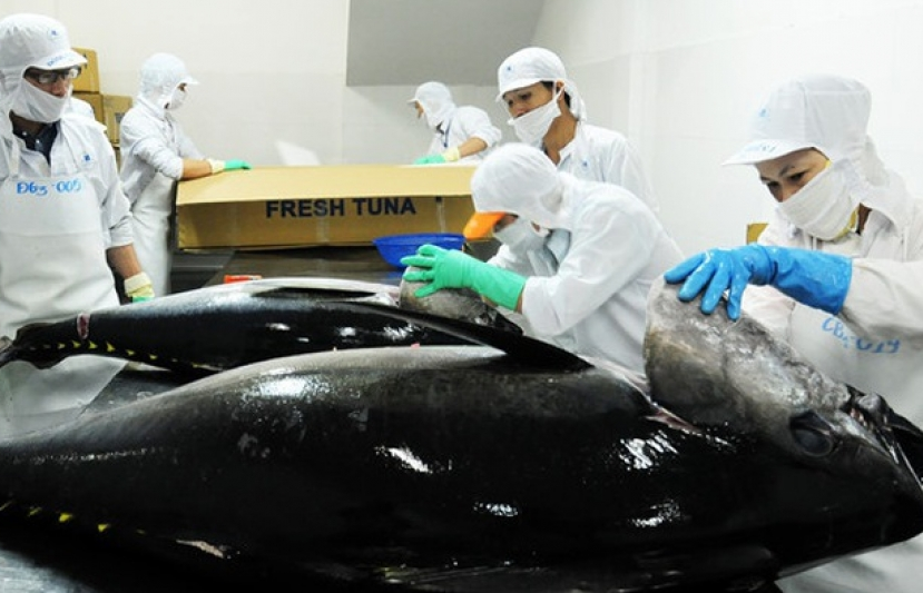 Chiến tranh thương mại Mỹ - Trung là cơ hội cho cá ngừ Việt Nam