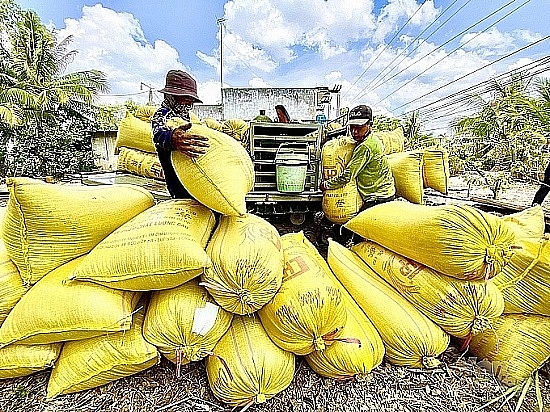 Tắc nghẽn lưu thông lúa gạo, doanh nghiệp 'khó chồng khó' Tắc nghẽn lưu thông lúa gạo, doanh nghiệp 'khó chồng khó'