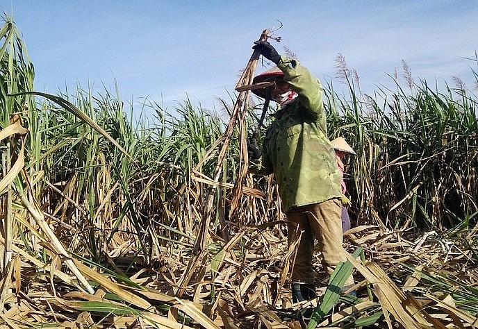 Bảo vệ ngành mía đường, Bộ Công Thương áp dụng chống lẩn tránh phòng vệ thương mại Bảo vệ ngành mía đường, Bộ Công Thương áp dụng chống lẩn tránh phòng vệ thương mại